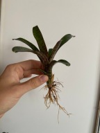 Neoregelia ampulacea hybrid do wilgotnego terrarium