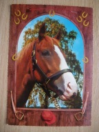 Koń Konie. Piękny portret konia. Stara widokówka.