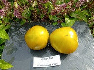 Pomidor Irishe Likur zielony pyszny nasiona kolekcjonerskie