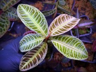 Emblemantha Urnulata Lemon Lime Roślina Terrarium Unikat ArkOfPlants