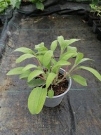 Szałwia lekarska (sadzonka)