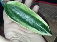 Hoya Hoja MACROPHYLLA ALBOMARGINATA cięta