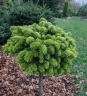 KARŁOWA Jodła kaukaska 'Broom H' Abies nordmanniana