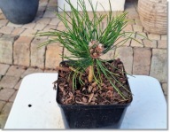 Pinus nigra 'Plotna'- Super rarytas !!!