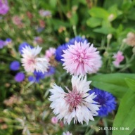 Chaber bławatek - mix kolory - 50 nasion
