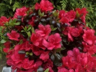 Azalia Japońska | KARMINOWO-CZERWONA - 'Maruschka'
