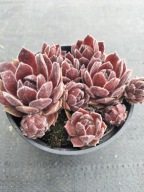 Rojnik 75 SPRING FROST dwubarwna z wyraźnym orzęsieniem