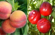 DUO Brzoskwinia INKA i Nektaryna REDGOLD – na jednym drzewku