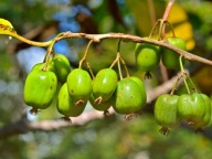 MINI KIWI Aktinidia JUMBO żeńska 2L DUŻO OWOCÓW!