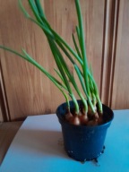 szczypiorek świeży rosnący młody dymka cebula