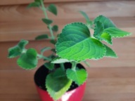 Mięta meksykańska grubolistna oregano kubańskie mięta do domu sadzonka