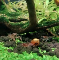 Raczki Akwariowe Cambarellus Texanus