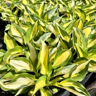 Funkia Hosta 'Color Festival' W DONICZCE, dwuletnia, żółto zielone liście