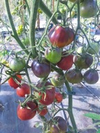 Pomidor Blue Pear piękna i plenna nasiona kolekcjonerskie