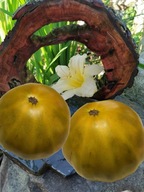 Pomidor Moya Verte (271) nasiona kolekcjonerskie