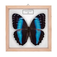 Motyl w gablotce Morpho helenor theodorus - samica
