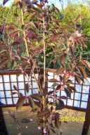 Wiśnia Royal Burgundy okaz wys.450cm16 lat szczepiona japońska różowa inna