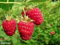 MALINA DELNIWA CZERWONA WYSYP OWOCÓW POWTARZAJACA SŁODKA SADZONKI MALIN