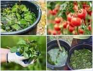 Koncentrat naturalny nawóz gnojówka z pokrzyw