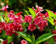 Krzewuszka ''BRISTOL RUBY'' Obfite kwitnienie