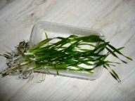 Nurzaniec Trawka Wodna