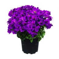 Alstromeria Alstroemeria aurosa Tamara