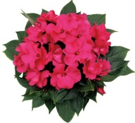 Niecierpek Impatiens Rokoko Isabeau KWIATY pofalowane