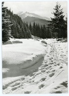 ZAKOPANE - TATRY - DROGA NA POLANĘ CHOCHOŁOWSKĄ