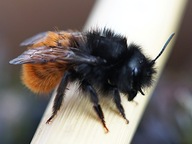 Pszczoła murarka rogata 200 kokonów + gratisy