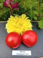 Pomidor Delicious rekordowo duży wyśmienity smak nasiona kolekcjonerskie