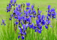 Kosaciec Syberyjski Sadzonka P9