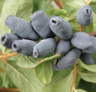 Jagoda kamczacka 'Larisa' – odmiana o dużych, soczystych owocach NOWOŚĆ