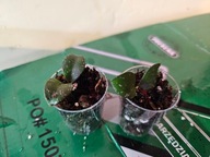 HOJA HOYA no id calimatian