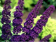 BUDLEJA DAWIDA BLACK KNIGHT MOTYLI KRZEW