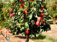 Jabłoń MINI czerwona