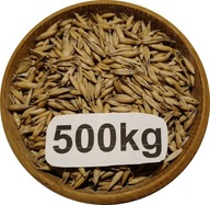 Owies Ozimy, Biały, Polski, Od Rolnika 500kg, 2025r