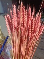 Pszenica różowa naturalna suszona zboże susz kwiaty kompozycje