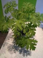 Geranium Anginowiec-leczniczy gęsta sadzonka