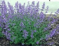 Miododajna Kocimiętka Długo Kwitnie Sadzonki P9