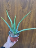 aloe vera aloes zwyczajny don. 11