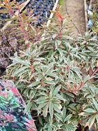 Pieris japoński 'Litte Heath'
