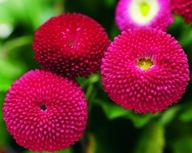 Stokrotka Bellis perennis Planet Red KWIATY WIOSENNE