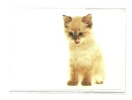 Karnet - Małe wyabstrahowane kocię / kotek ...