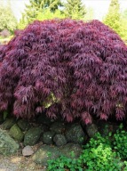Klon palmowy 'Garnet' (acer palmatum 'Garnet') C3 40/50cm mh