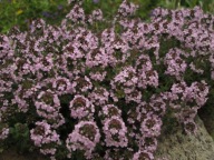 Macierzanka piaskowa Thymus serpyllum p9
