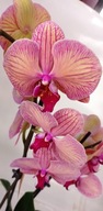 PHALENOPSIS storczyk el anna 5