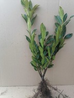 Laurowiśnia Caucasica DUŻA ROZKRZEWIONA 40-70 cm 10 szt