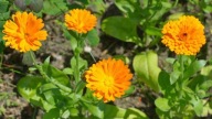 Nagietek lekarski (Calendula officinalis L.) nasiona 500szt***