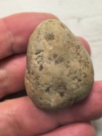 Skamieniałe koralowce algi glony