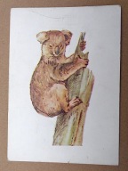 POCZTÓWKA - ALOJZY BALCERZAK - KOALA - grafika autorska, z lat 60-ych.